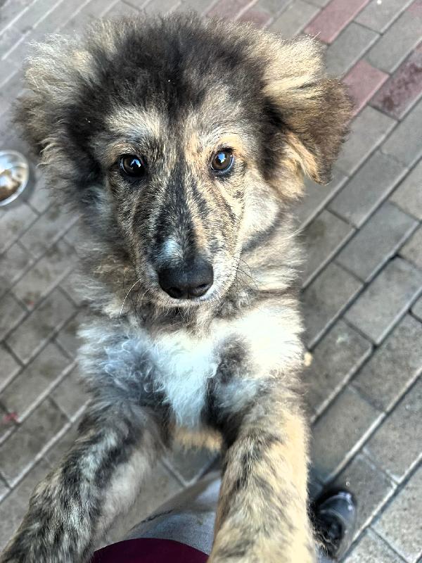 PAUL NEWMAN CUCCIOLO Foto 6